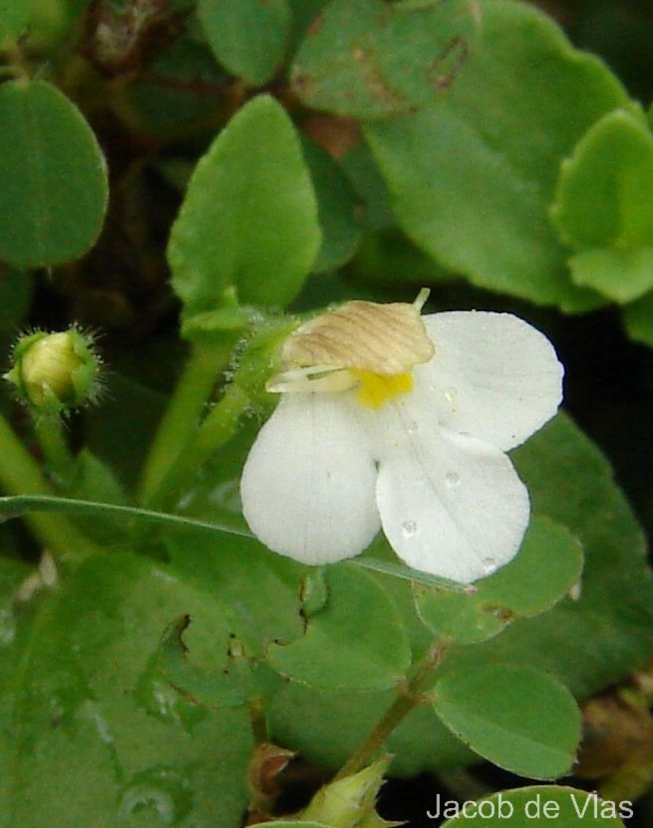 Yamazakia pusilla (Willd.) W.R.Barker, Y.S.Liang & Wannan